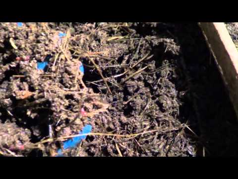 Видео: АТ26 Лёгкая адаптация Калифорнийских червей к новому корму. Видео №2. Благополучный конец экс-та