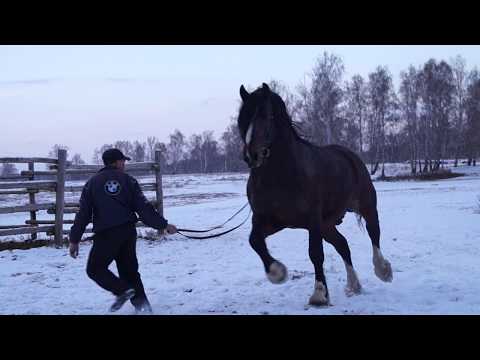 Видео: Жеребец владимирский тяж ПРОДАН.