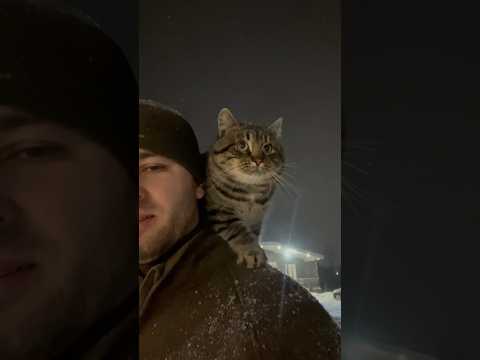 Видео: Дикий лесной кот прибился к людям 😱 #cat #wildcat