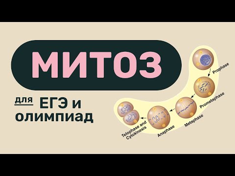 Видео: Митоз