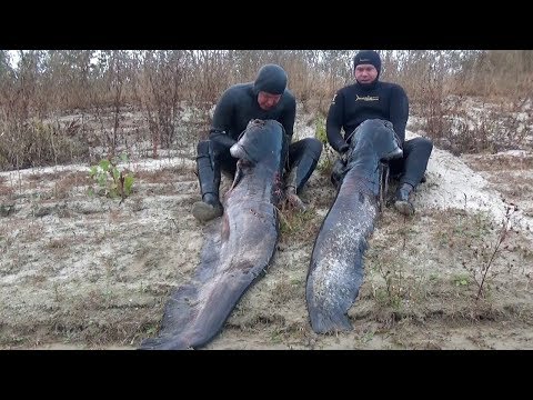 Видео: СОМ! Погнутые гарпуны и разломанные катушки. Разбор ошибок прошлого сезона подводной охоты на сома.