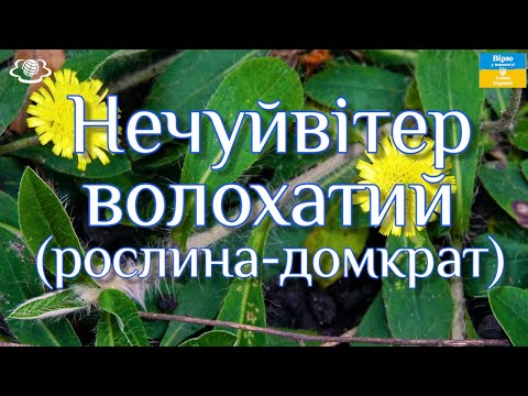 Видео: Рослина - домкрат! Піднімає органи, системи, рятує здоров‘я і життя!