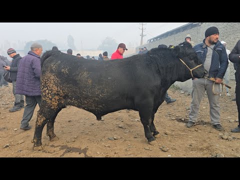 Видео: 10 ноября 2025 г. BUVAYDA YANGIQORGON BUQA BOZORI NARXLAR YANA TUSHIB KETDImi😱