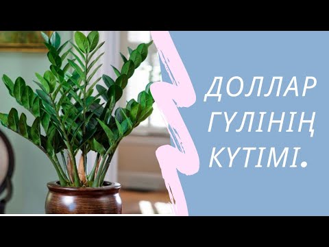 Видео: Доллар гүліне күтім.Доллар гуліне қалай су құю туралы.Замиокулькас гули немесе доллар гули.