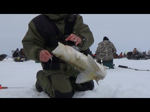 Видео: БЕШЕНЫЙ КЛЁВ СУДАКА ВЕСНОЙ 2021! Попал на "ХАПОК" СУДАКА на ОБСКОМ ВОДОХРАНИЛИЩЕ!