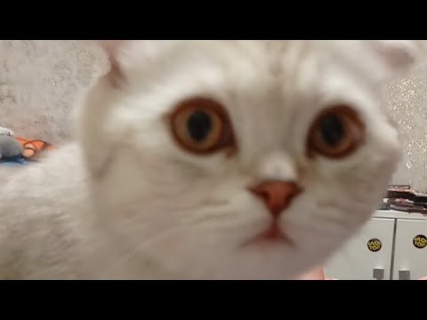 Видео: !ОТКРЫЛ 10 КЕЙСОВ В КОНТР АТАК!