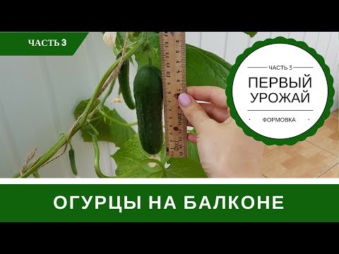 Видео: Огурцы На Подоконнике Первый Урожай Формирование Куста