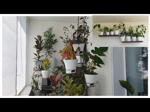 Видео: BLOG 14.05.23г Обзор комнатных цветов на балконе/ Комнатные растения у меня дома/ Горшечные растения