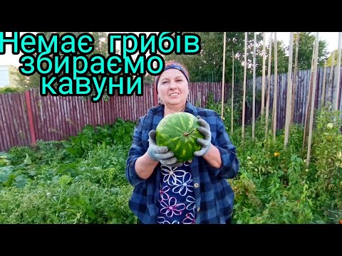 Видео: Кавуни, як гриби