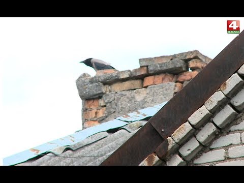 Видео: Тропы. Улица Ватутина. 02.11.2018