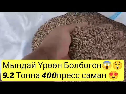 Видео: Мындай Буудай Урук болбогон! +996 554 160 086