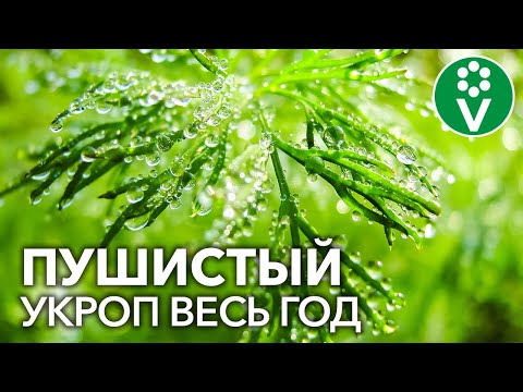 Видео: УКРОП КРУГЛЫЙ ГОД! Как вырастить пушистый укроп в открытом грунте и на подоконнике