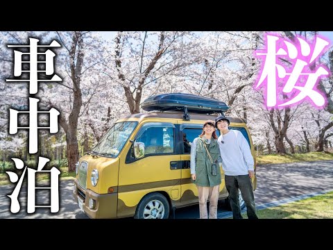 Видео: Весенний автокемпинг, чтобы насладиться цветением сакуры 🌸