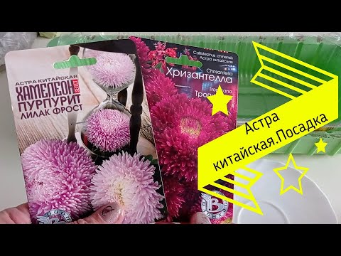 Видео: #астра АСТРА КИТАЙСКАЯ ПОСАДКА #китайская #посадка #хризантелла #цветыизсемян #нарассаду #цветыдляса