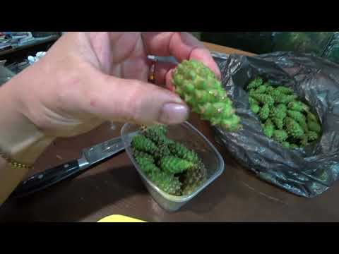 Видео: Полезный чай из сосновых шишек