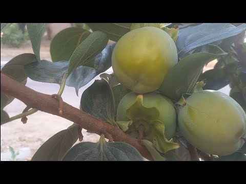 Видео: Хурма. Третий год садочку. 09.25. Первая часть 