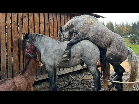 Видео: 13 жовтня 2024 р.