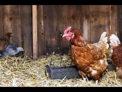 Видео: Осушитель подстилки - делаем сами.