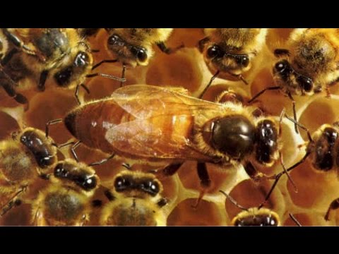Видео: Осенняя замена пчеломаток  Повышения рентабельности пасеки  Доклад Рахматулин Д К  Autumn replacemen