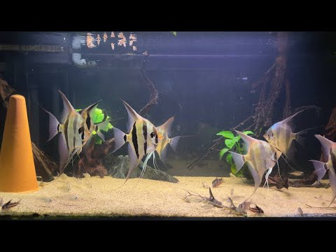 Видео: Эксклюзивная рыба / Часть 1. Альтум Ориноко и редкие коридорасы. Pterophyllum altum.