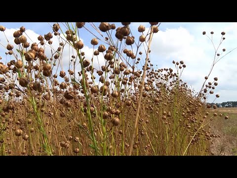 Видео: Как убирают лён и почему его нельзя косить? Секреты с полей // От чего зависит качество льна?