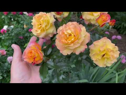 Видео: Розы Тантау в моем саду! Обзор некоторых сортов.