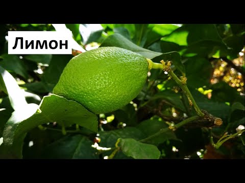 Видео: Отглеждане на Лимони в саксия