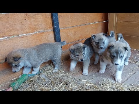 Видео: Пора глистогонить щенков