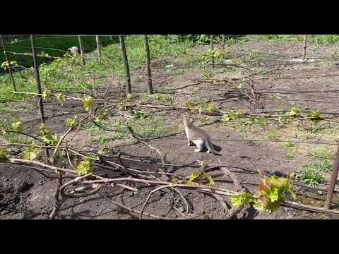 Видео: Обработка винограда суспензионной серой 800 КС