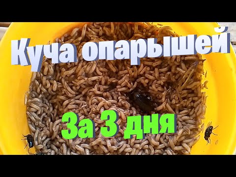 Видео: Разведение опарышей в домашних условиях. как развести опарыша