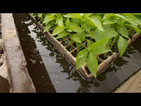 Видео: БЪЛГАРСКАТА ГРАДИНАРСКА ТРАДИЦИЯ част 17