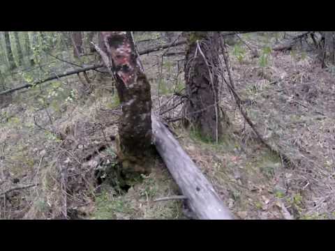 Видео: Набрали валежника