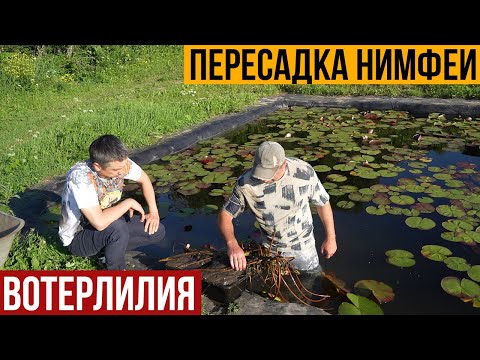 Видео: Пересадка нимфеи. Как правильно пересадить нимфею.