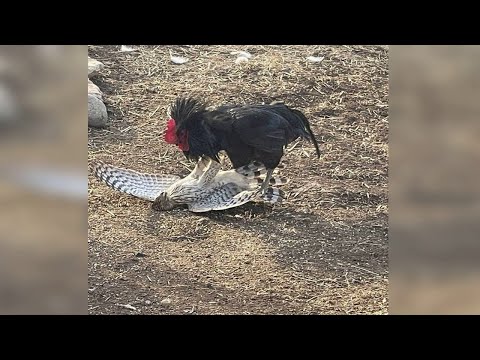 Видео: Домашние Животные против Хищников! Как домашние животные сражаются с врагами