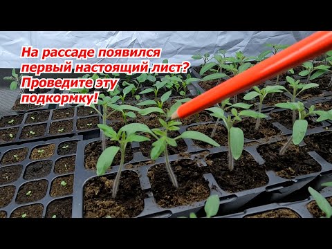 Видео: Первая подкормка рассады томатов, о которой никто больше не расскажет!