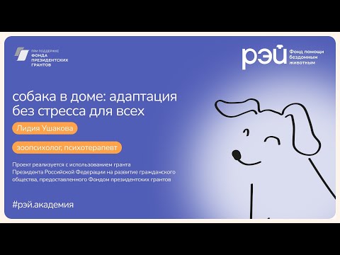 Видео: Появление собаки в доме: адаптация и преодоление стресса для всех