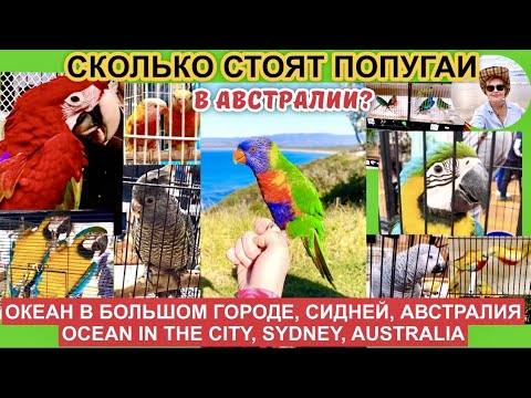 Видео: 🦜$10000 ЗА ПАРУ ПОПУГАЕВ, ВЫСТАВКА-ПРОДАЖА ПОПУГАЕВ В АВСТРАЛИИ #попугай #птицы #тренды #parrot