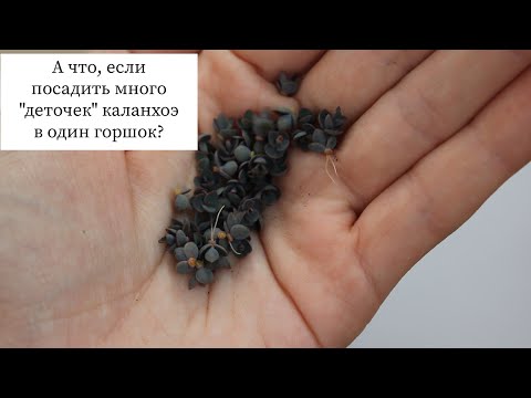 Видео: А что, если посадить много деточек каланхоэ дегремона в один горшок. //Валентина Земскова