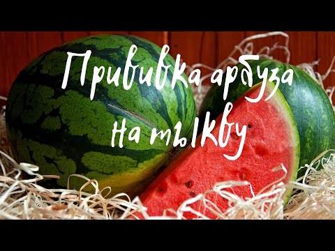 Видео: Как привить арбуз на тыкву лагенарию