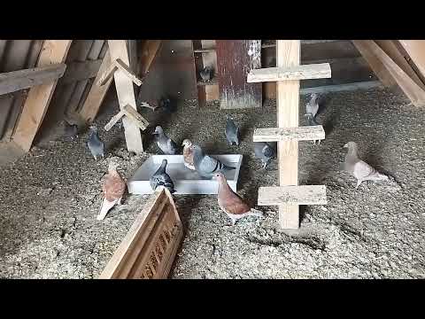 Видео: Профилактика голубей от пероедов .