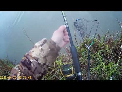 Видео: Крупные сазаны на ДГК  Обидный сход