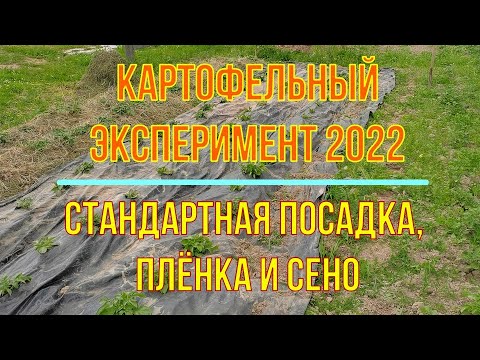 Видео: Эксперимент с картошкой 2022г. Плёнка, мульча сено, стандарт