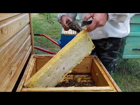 Видео: Мёд с апидомика!!!