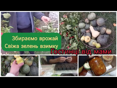 Видео: Починаємо тиждень правильно з вівторка.Дари жовтня🎃.Найсмачніше у мами.@natalochka2408 