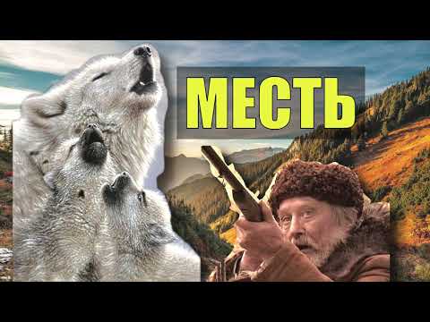 Видео: ВОЛК ОТОМСТИЛ = КРОВЬ ЗА КРОВЬ ГЛАЗ за ГЛАЗ ВОЛЧЬЯ ВЕРНОСТЬ ПРЕДАННОСТЬ СТАЯ СЛУЧАЙ в ТАЙГЕ ОДИНОКИЙ