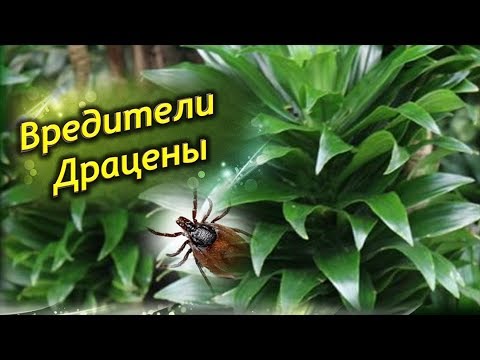 Видео: Вредители драцены. Как бороться с вредителями драцены.