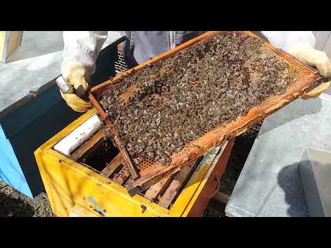 Видео: Беглый осмотр проблемных семей