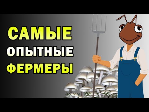 Видео: Как муравьи стали фермерами