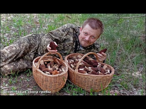 Видео: Сморчки, строчки, дисцины и стробилюрусы в смешанном лесу