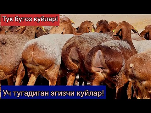Видео: Уч тугадиган эгизчи тук бугоз куйлар! Сотилиб кетган 